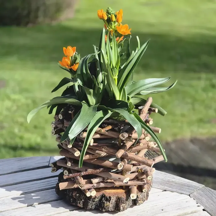 Schikking met oranje bloemen in een wissen pot