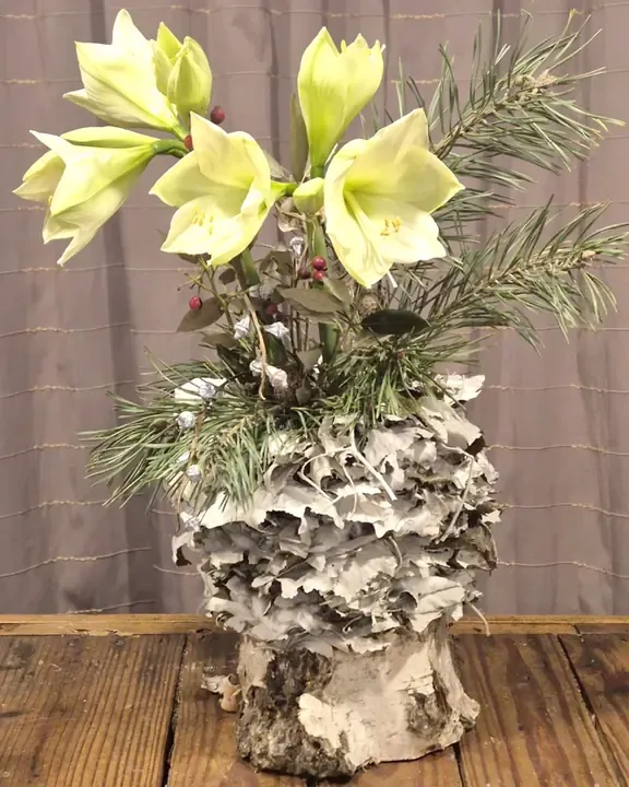 Amaryllis op een basis van berkenschors